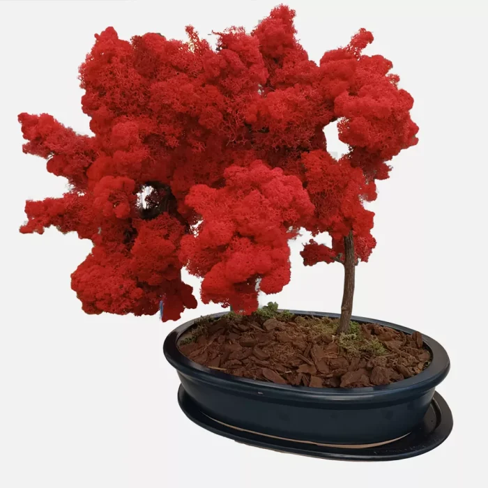 forever bonsai